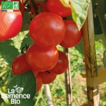 TOMATES CERISES EN MÉLANGE - Graines BIO | La Semence Bio | Graines et Bio