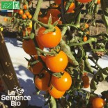 TOMATES CERISES EN MÉLANGE - Graines BIO | La Semence Bio | Graines et Bio