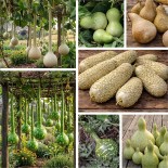 🥔 Graines de GOURDE et CALEBASSE - GOURDES ou CALEBASSES en Mélange- Graines BIO