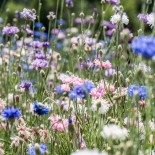 Graines de BLEUET - BLEUETS en Mélange de Couleurs- Graines BIO
