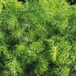 ANETH BOUQUET - Graines BIO | Ferme de Sainte Marthe | Graines et Bio