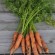 CAROTTE BERLICUM 2 - Graines BIO