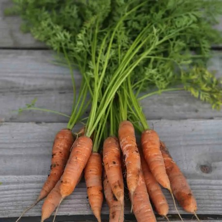 CAROTTE BERLICUM 2 - Graines BIO | Ferme de Sainte Marthe | Graines et Bio