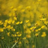 BOUTON D'OR - Graines BIO | Ferme de Sainte Marthe | Graines et Bio