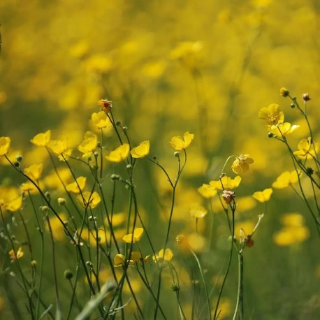 BOUTON D'OR - Graines BIO | Ferme de Sainte Marthe | Graines et Bio