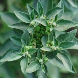 ASHWAGANDHA ou GINSENG...