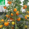 TOMATE COCKTAIL Clémentine - Graines BIO | Ferme de Sainte Marthe | Graines et Bio