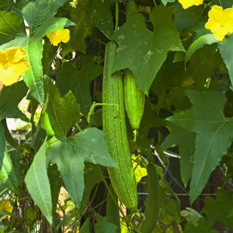 CONCOMBRE TRÈS VERT LONG DE CHINE ou SERPENT - Graines non traitées | Ferme de Sainte Marthe | Graines et Bio