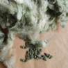 COTON VERT CLAIR Florida Green - Graines BIO | KOKOPELLI | Graines et Bio