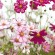 COSMOS Fizzy Rose - Graines BIO