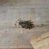 COSMOS Fizzy Rose - Graines BIO | Ferme de Sainte Marthe | Graines et Bio