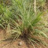 CITRONNELLE ou Verveine des Indes - Graines non traitées | Ferme de Sainte Marthe | Graines et Bio