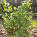 🌿 Graines AROMATIQUES et MEDICINALES - ACHE des Montagnes ou LIVÈCHE - Graines BIO