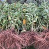 ASHWAGANDHA - Graines BIO | KOKOPELLI | Graines et Bio