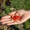 ASHWAGANDHA - Graines BIO | KOKOPELLI | Graines et Bio