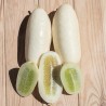 CONCOMBRE DEMI-LONG BLANC - Graines BIO | KOKOPELLI | Graines et Bio