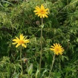 ARNICA - Graines BIO