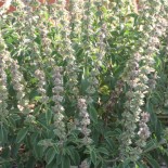 Graines de BASILIC - BASILIC AFRICAIN - Graines BIO