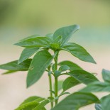 Graines de BASILIC - BASILIC ELEANORA - Graines BIO