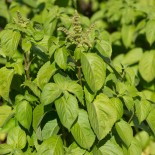 Graines de BASILIC - BASILIC GREEN PEPPER - Graines BIO
