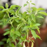 Graines de BASILIC - BASILIC TULSI KALI - Graines BIO