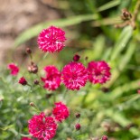 Graines de BLEUET - BLEUET ROUGE - Graines BIO