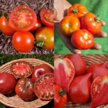 🍅 Graines de TOMATE - Kokopelli - Lot de 4 TOMATES - Graines BIO