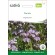 PHACÉLIE - ENGRAIS VERT - Graines BIO