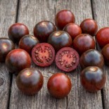 🍅 Graines de TOMATE - TOMATE CERISE BLEUE Fahrenheit Blues - Graines BIO