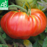 GROSSES TOMATES en MÉLANGE - Graines BIO | Ferme de Sainte Marthe | Graines et Bio