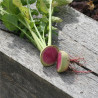 RADIS JAPONAIS RED MEAT - Graines non traitées | Ferme de Sainte Marthe | Graines et Bio