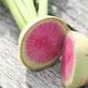 RADIS JAPONAIS RED MEAT - Graines non traitées | Ferme de Sainte Marthe | Graines et Bio