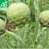 ARTICHAUT IMPERIAL STAR - Graines BIO | Ferme de Sainte Marthe | Graines et Bio
