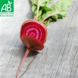 BETTERAVE CHIOGGIA - Graines BIO | Ferme de Sainte Marthe | Graines et Bio