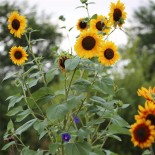 Mélange SOLEILS et Belles Fleurs GRIMPANTES | Ferme de Sainte Marthe | Graines et Bio
