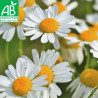 CAMOMILLE MATRICAIRE - Graines BIO | Ferme de Sainte Marthe | Graines et Bio