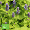 AGASTACHE RUGOSA - Graines BIO | Ferme de Sainte Marthe | Graines et Bio