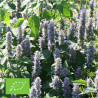 AGASTACHE RUGOSA - Graines BIO | Ferme de Sainte Marthe | Graines et Bio