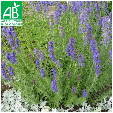 HYSOPE - Graines BIO | Ferme de Sainte Marthe | Graines et Bio