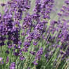LAVANDE Officinale - Graines BIO | Ferme de Sainte Marthe | Graines et Bio