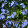 MYOSOTIS des BOIS - Graines non traitées | Ferme de Sainte Marthe | Graines et Bio