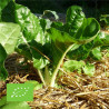 POIRÉE VERTE à couper - Graines BIO | Ferme de Sainte Marthe | Graines et Bio