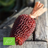 MAÏS POP CORN Fraise - Graines BIO | Ferme de Sainte Marthe | Graines et Bio