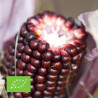 MAÏS POP CORN Fraise - Graines BIO | Ferme de Sainte Marthe | Graines et Bio