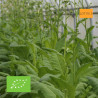 TABAC BLOND de Virginie - Lot de 2 - Graines BIO | Ferme de Sainte Marthe | Graines et Bio