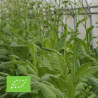 TABAC BLOND de Virginie - Graines BIO | Ferme de Sainte Marthe | Graines et Bio