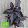 BASILIC POURPRE - Graines BIO | Ferme de Sainte Marthe | Graines et Bio