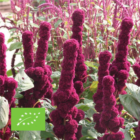 AMARANTE À FLEURS ROUGE - Graines BIO | Ferme de Sainte Marthe | Graines et Bio