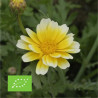CHRYSANTHÈME Comestible - Graines BIO | Ferme de Sainte Marthe | Graines et Bio