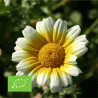 CHRYSANTHÈME Comestible - Graines BIO | Ferme de Sainte Marthe | Graines et Bio